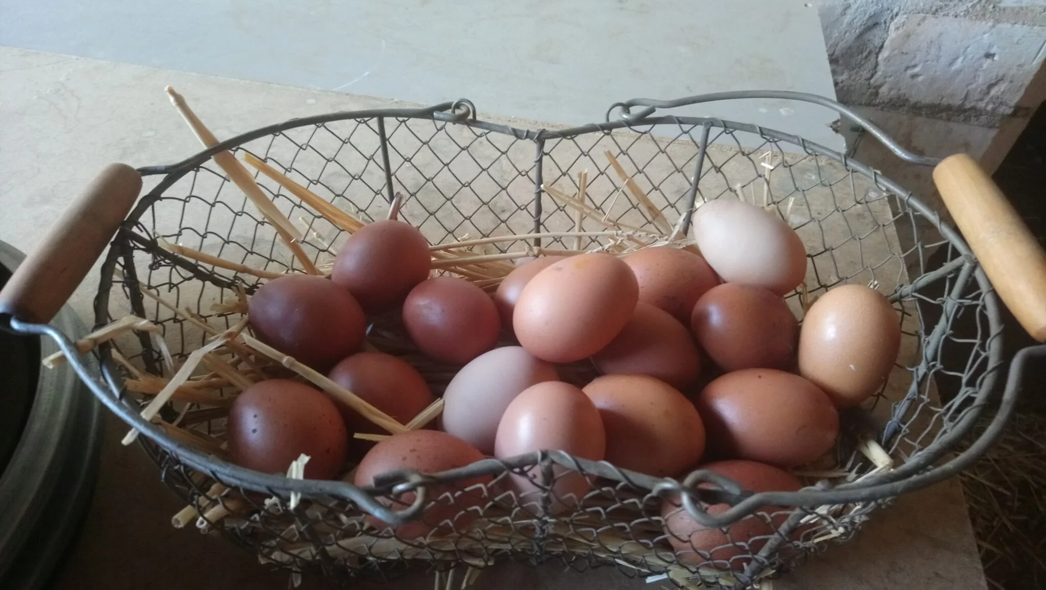 Nos Oeufs Marans plein air
